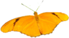 Vintage Butterfly Orange Left Image